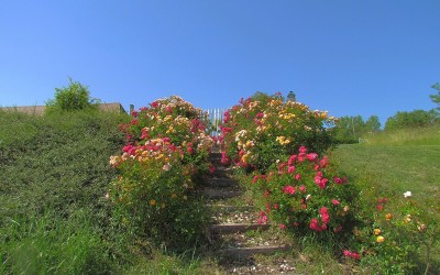 Jardin fleuri