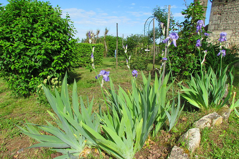 iris au printemps